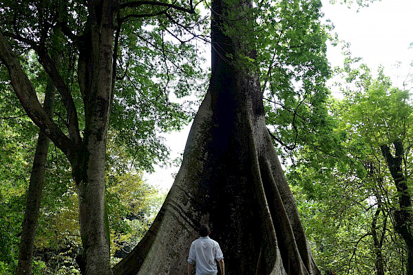 Tree in Bogor botanical gardens