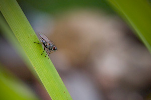 A small fly