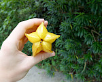 Close-up of a hand holding a starfruit