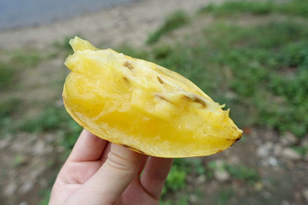 Starfruit that’s been cut open