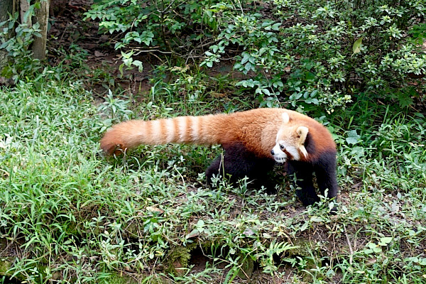 Red panda surrounded by greenery